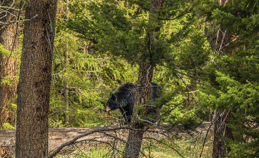 Big Bear In The Woods Photograph by Yeates Photography