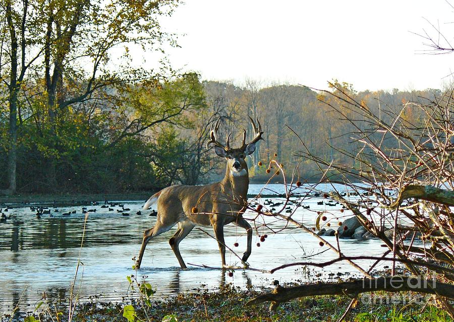 Deer Photograph - Big Beautiful Buck by Susan Olga Linville Deer Photograph - Big Beautiful Buck by Susan Olga Linville