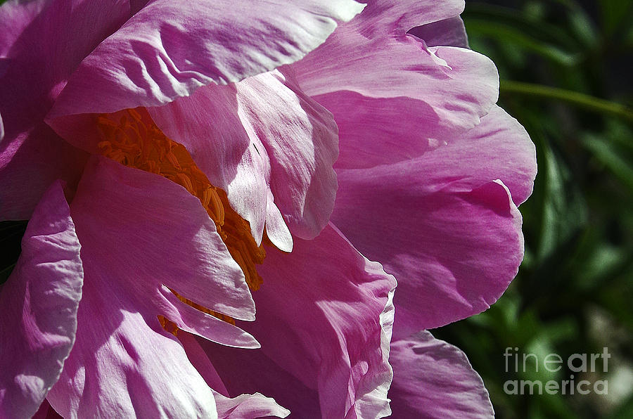 Flowers Still Life Photograph - Big Beautiful Peony by Deborah Bowie