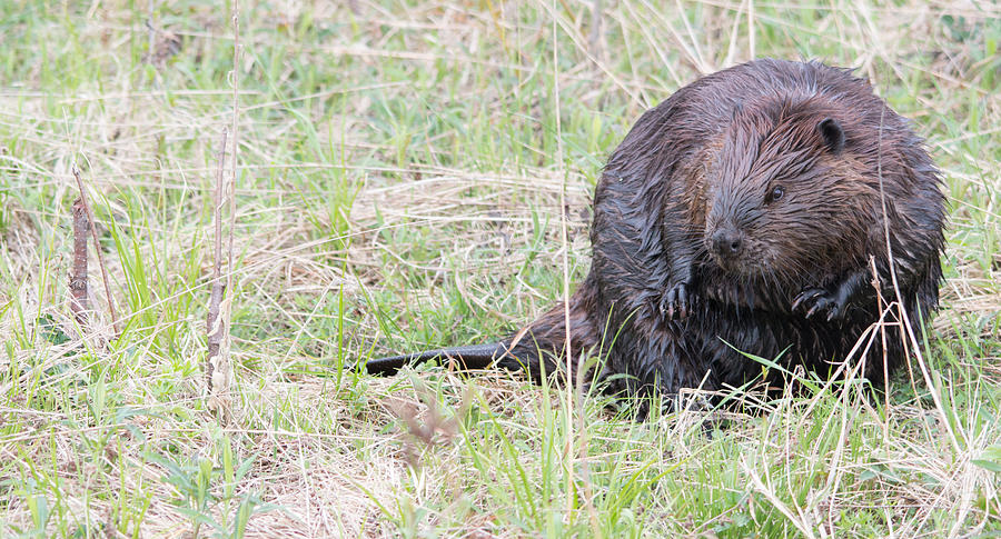 Nature Photograph - Big Beaver by Linda Kerkau