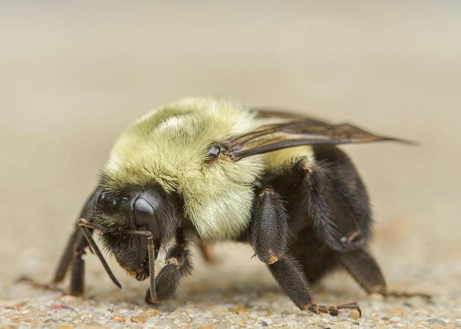 Big Bee Photograph by Bill and Linda Tiepelman