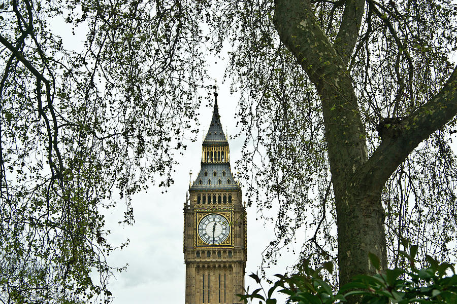 Big Ben Though The Trees Photograph