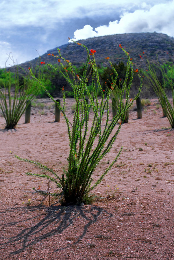 Big Bend Cactus Photograph by Judy Hall-Folde