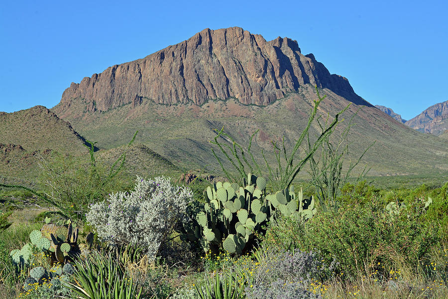 Big Bend National Park Cactus Scape Photograph by Bruce Gourley