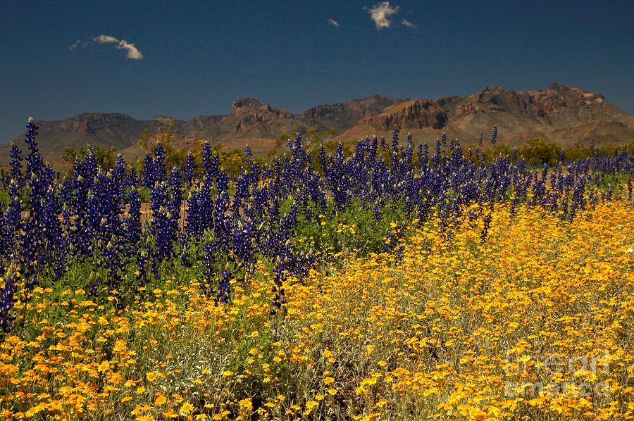 Big Bend Wildflower Explosion Photograph by Adam Jewell
