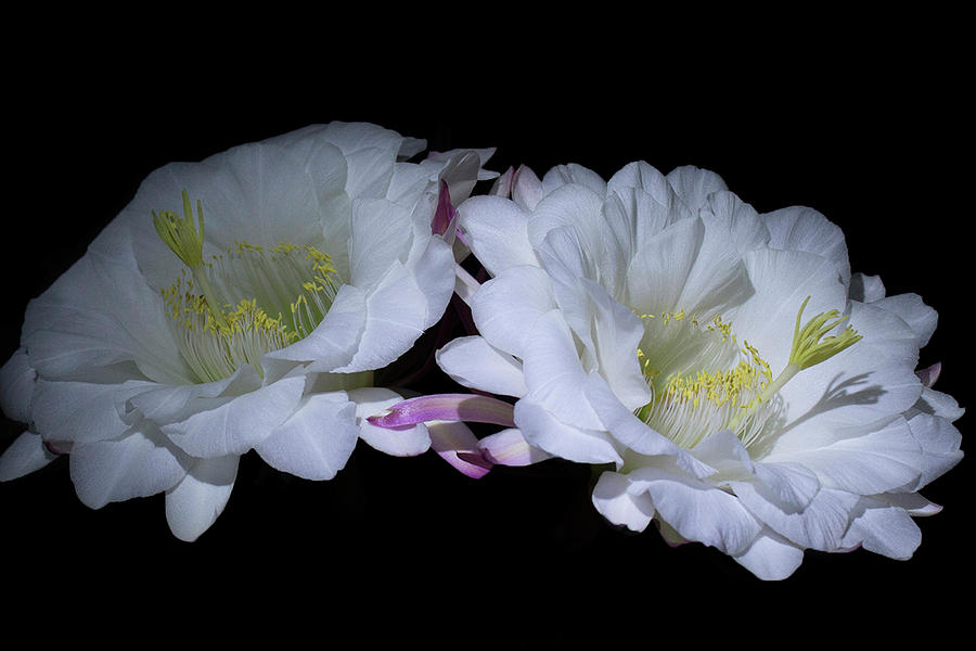 'Big Bertha' Trichocereus Hybrid Photograph by Sherry Blandin - Fine