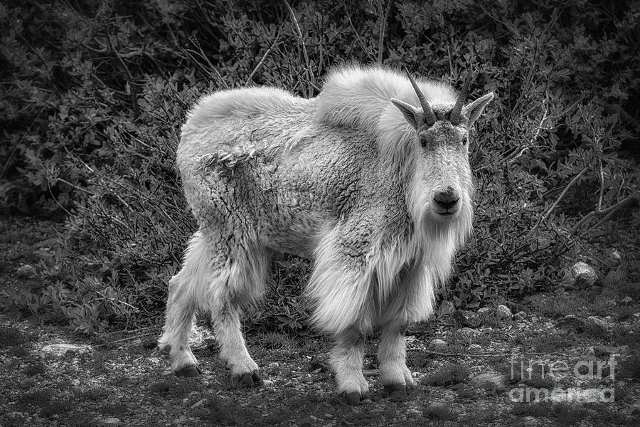 Big Billy by Bitter Buffalo Photography Big Billy by Bitter Buffalo Photography