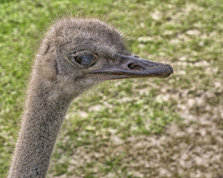 Big Ostrich Photograph by Dennis Dugan