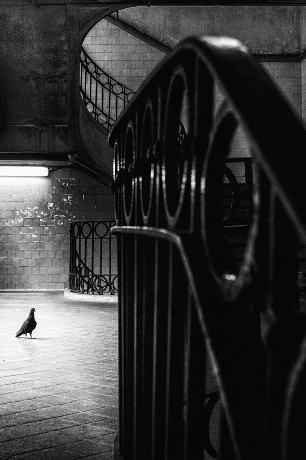 Abstract Photograph - Big Bird In A Small Cage by Laura Mexia Abstract Photograph - Big Bird In A Small Cage by Laura Mexia