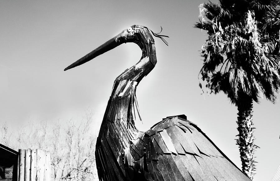 Big Bird Photograph by Jessica Levant