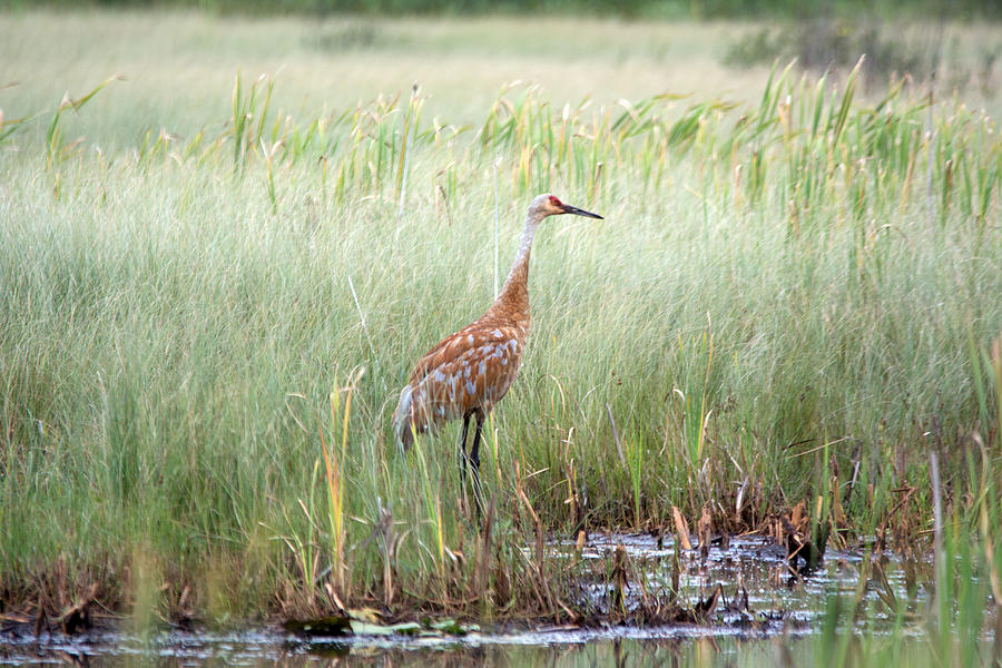 Big Bird Photograph by Linda Kerkau - Fine Art America