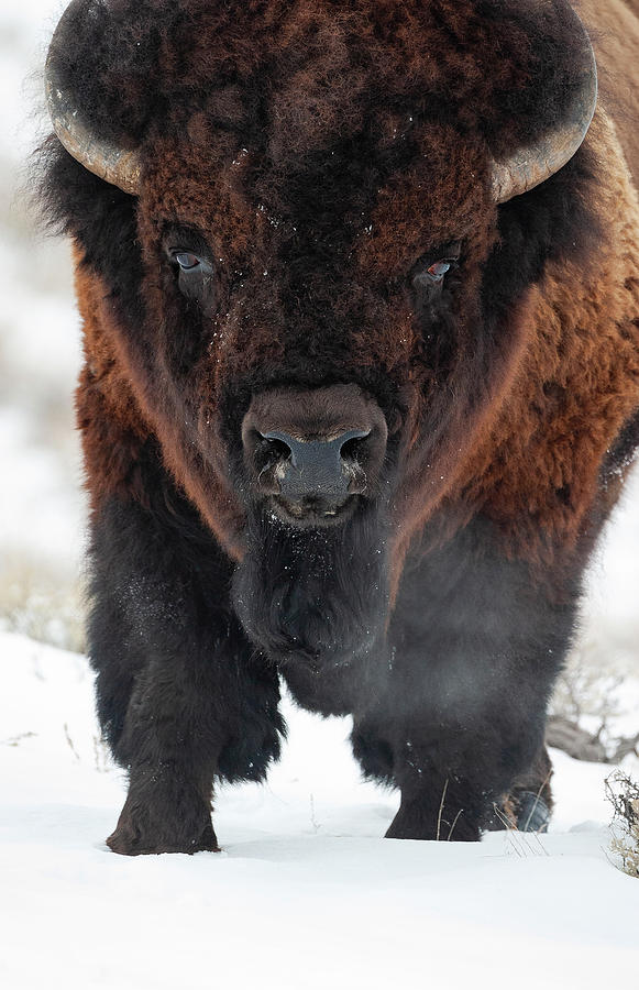 Big Bison Photograph by Mark Miller