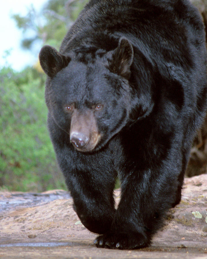 Big Black Bear Photograph by Larry Allan - Fine Art America