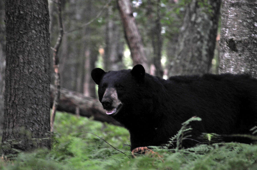 Big Black Bear Photograph by Mike Martin
