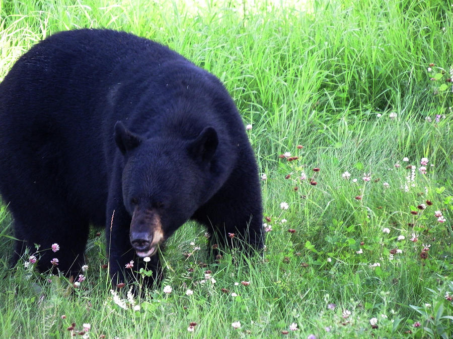 Big Black Bear Photograph by Sue Henderson - Fine Art America