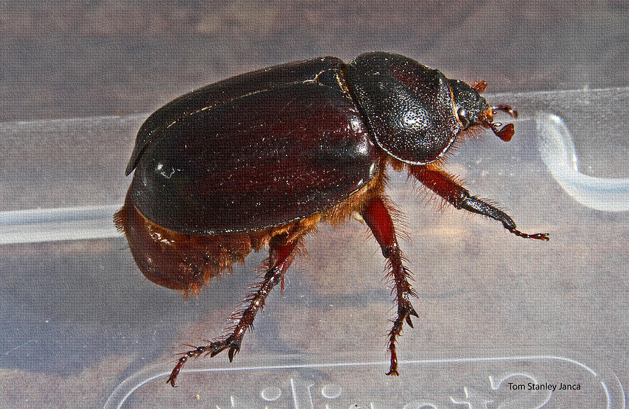Big Black Beetle  Photograph by Tom Janca
