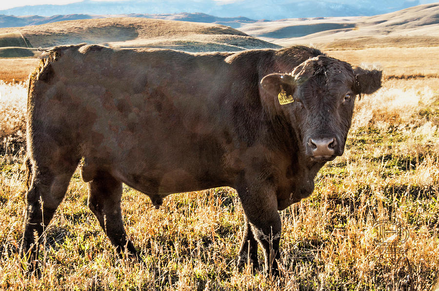 Big Black Bull Photograph by Daniel Hebard