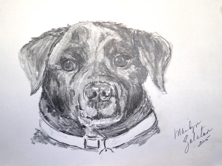 Big Black Dog Drawing by Marilyn Zalatan