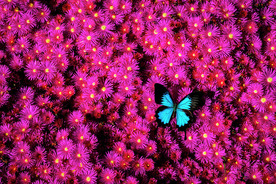 Big Blue Butterfly On Pink Flowers Photograph by Garry Gay
