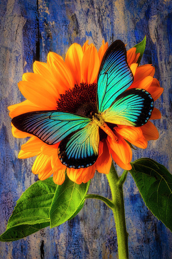Sunflower Photograph - Big Blue Butterfly On sunflower by Garry Gay