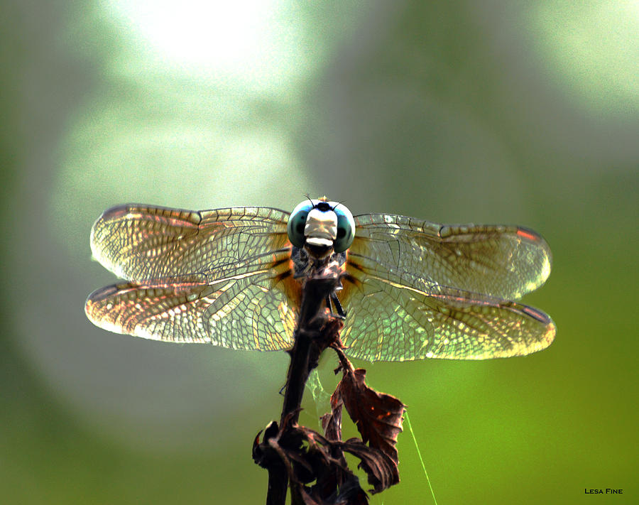 Big Blue Dragonfly Art Photograph by Lesa Fine