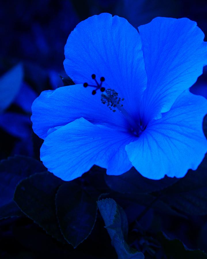 Big Blue Hibiscus Digital Art by Florene Welebny