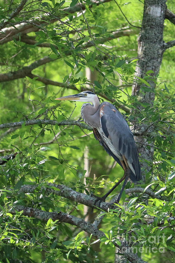 Heron Photograph - Big Blue in Green Tree by Carol Groenen