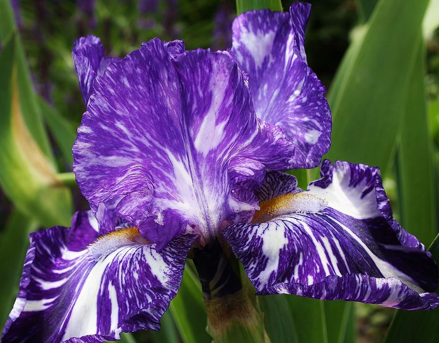 Big Blue Iris Photograph by Bruce Bley
