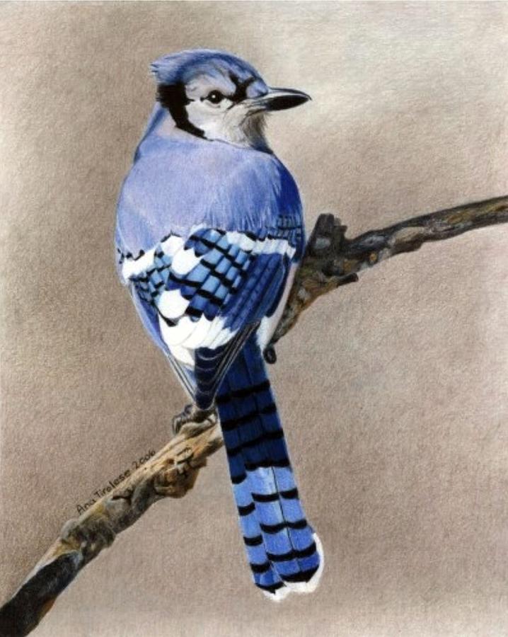 Big Blue Jay Drawing by Ana Tirolese