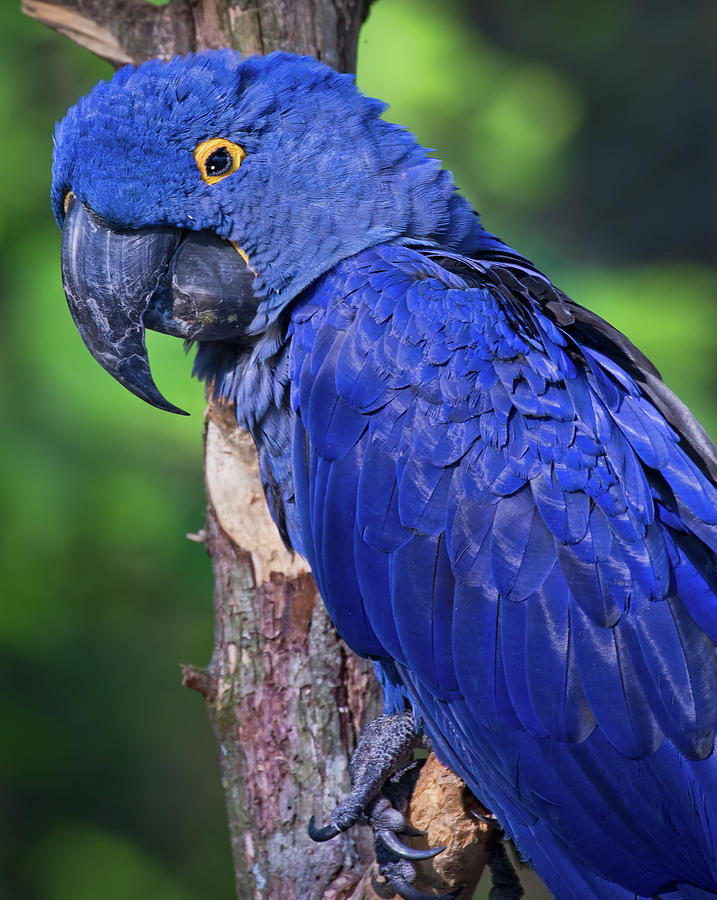 Big Blue Photograph by Marshall Hurley Big Blue Photograph by Marshall Hurley