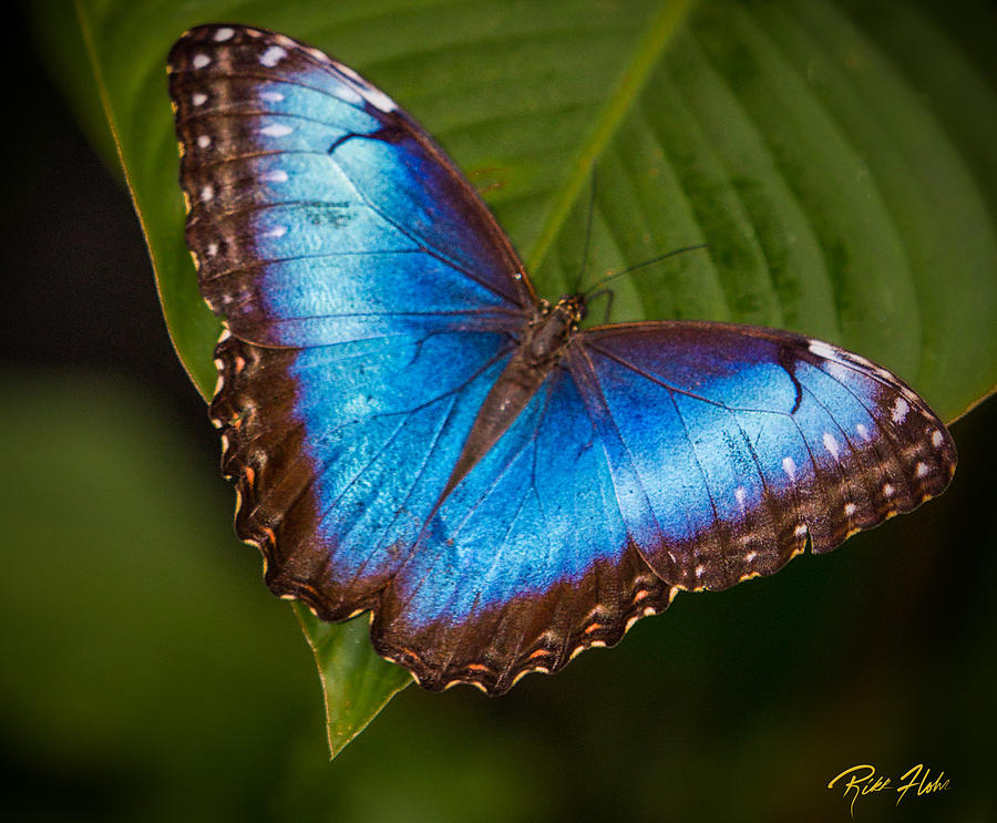 Big Blue Photograph by Rikk Flohr