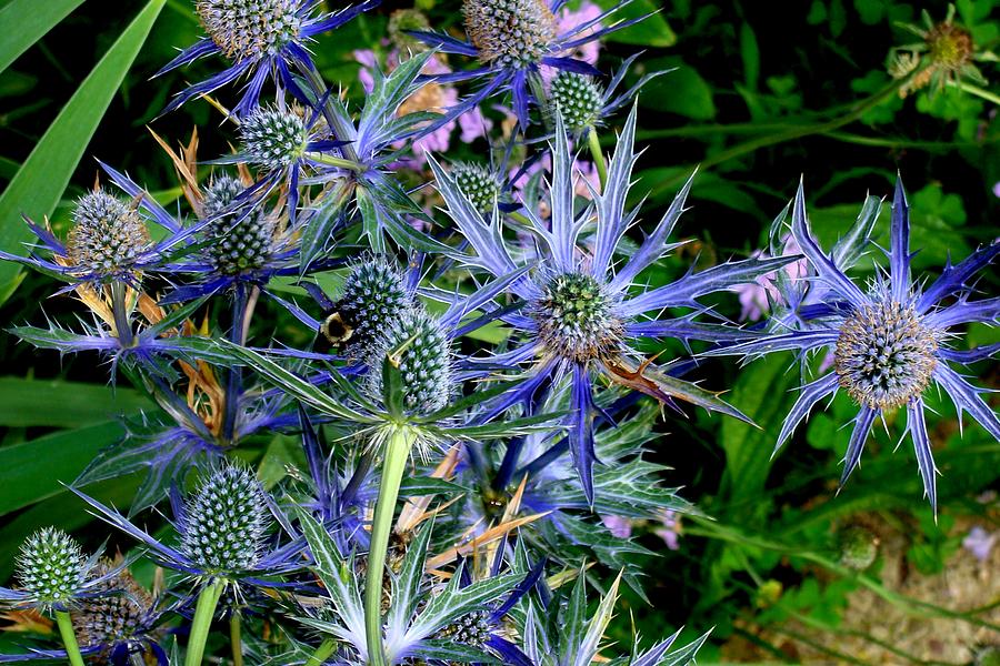 Big Blue Sea Holly Mixed Media by Anthony Seeker