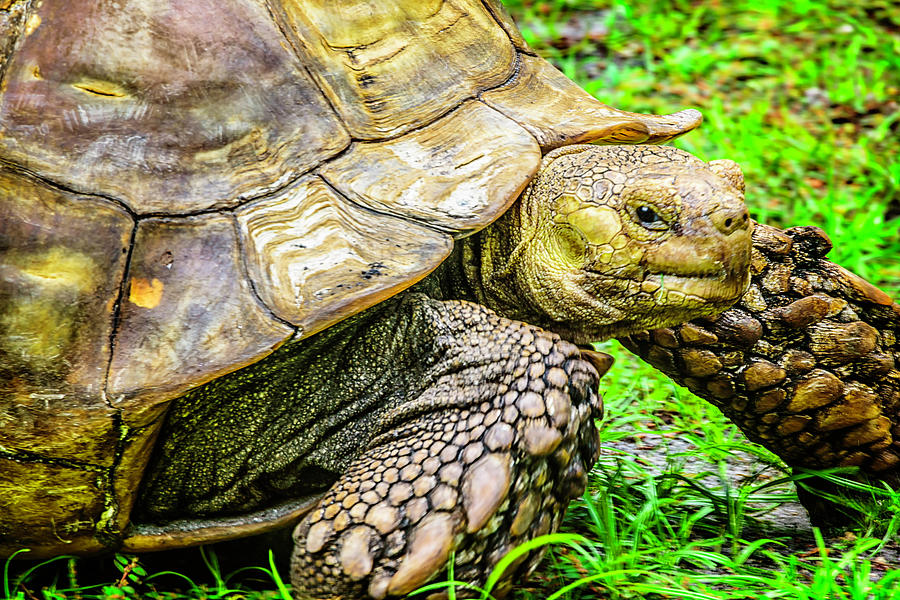Turtle Photograph - Big boy by Camille Lopez
