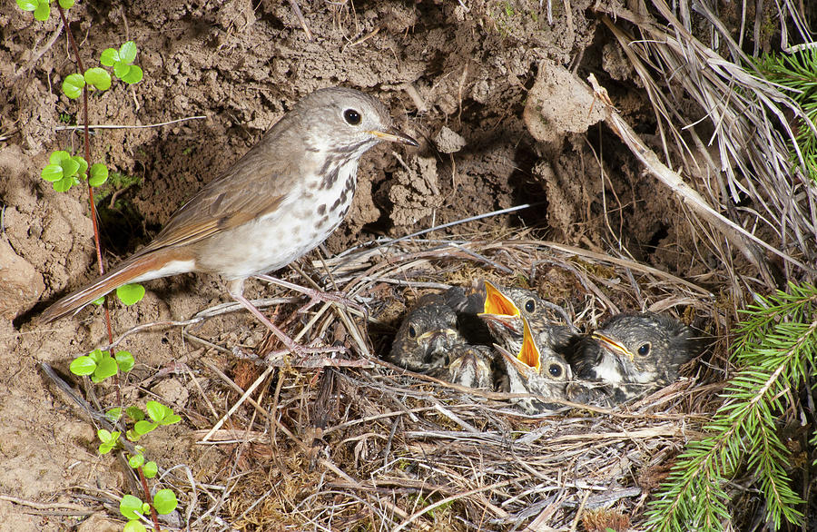 Big Brood Photograph by Damon Calderwood - Fine Art America