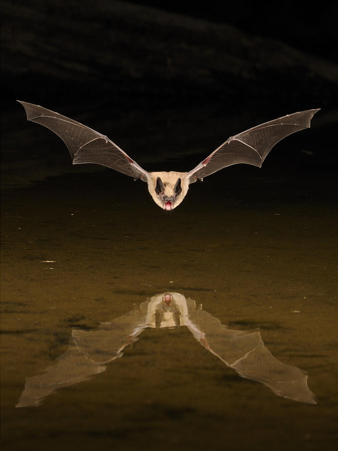 Bat Photograph - Big Brown Bat Reflection by Scott  Linstead