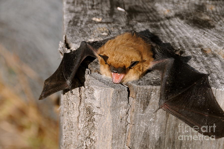 Big Brown Bat Photograph by Sandra Updyke