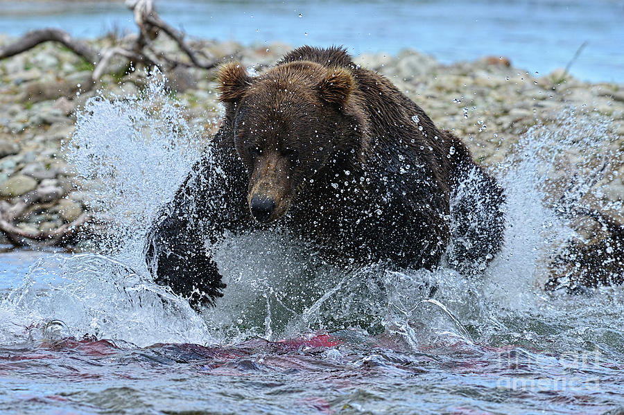 Big brown bear trying to catch salmon in stream Photograph by Dan Friend