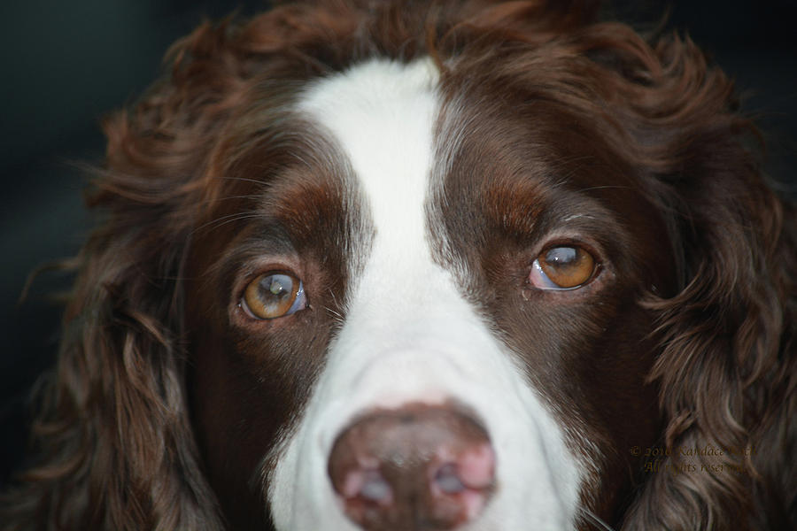 Big Brown Eyes Photograph by Kandace Koch - Fine Art America