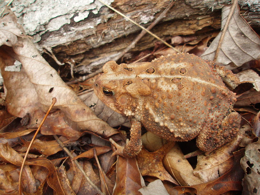 Big Brown Toad Photograph by Allen Nice-Webb