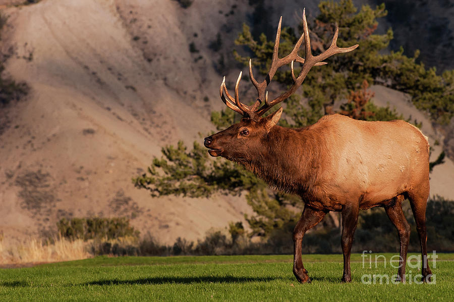 Big Buck Photograph by Bob Phillips
