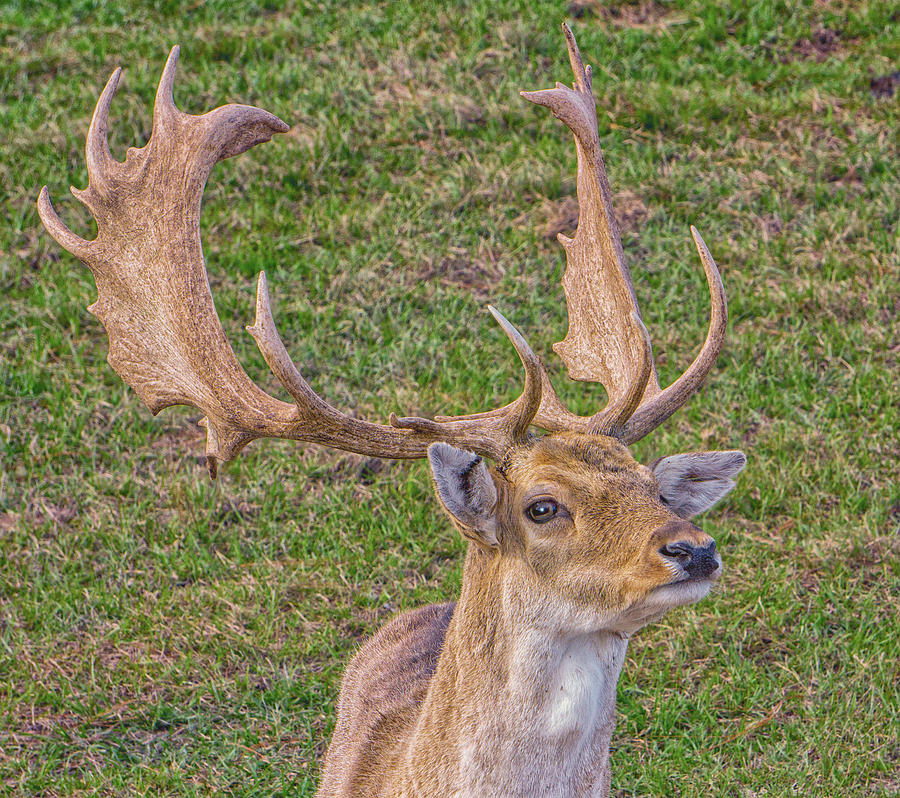 Big Buck Photograph by Dennis Dugan