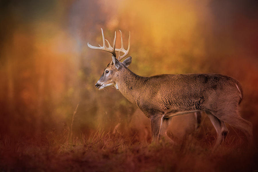 Big Buck in Autumn White Tailed Deer Art Photograph by Jai Johnson