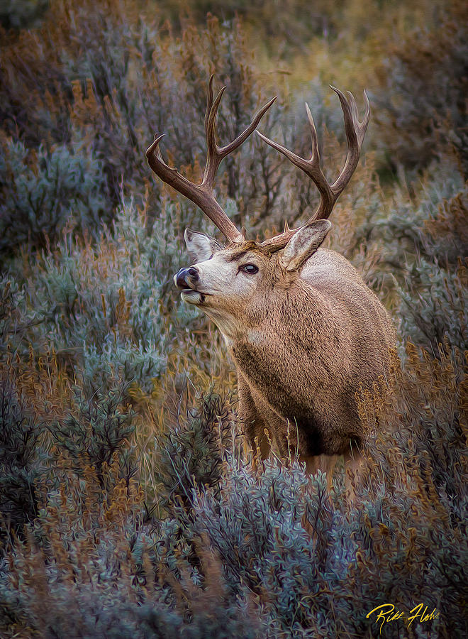 Big Buck In The Brush Photograph