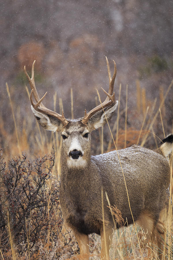 Deer Photograph - Big Buck by Kyle Ames