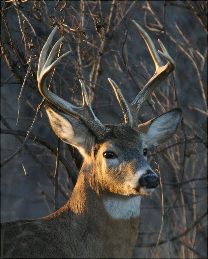 Big Buck Posing Photograph by Curt Heide - Fine Art America