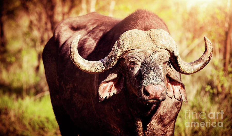 Big buffalo portrait Photograph by Anna Om