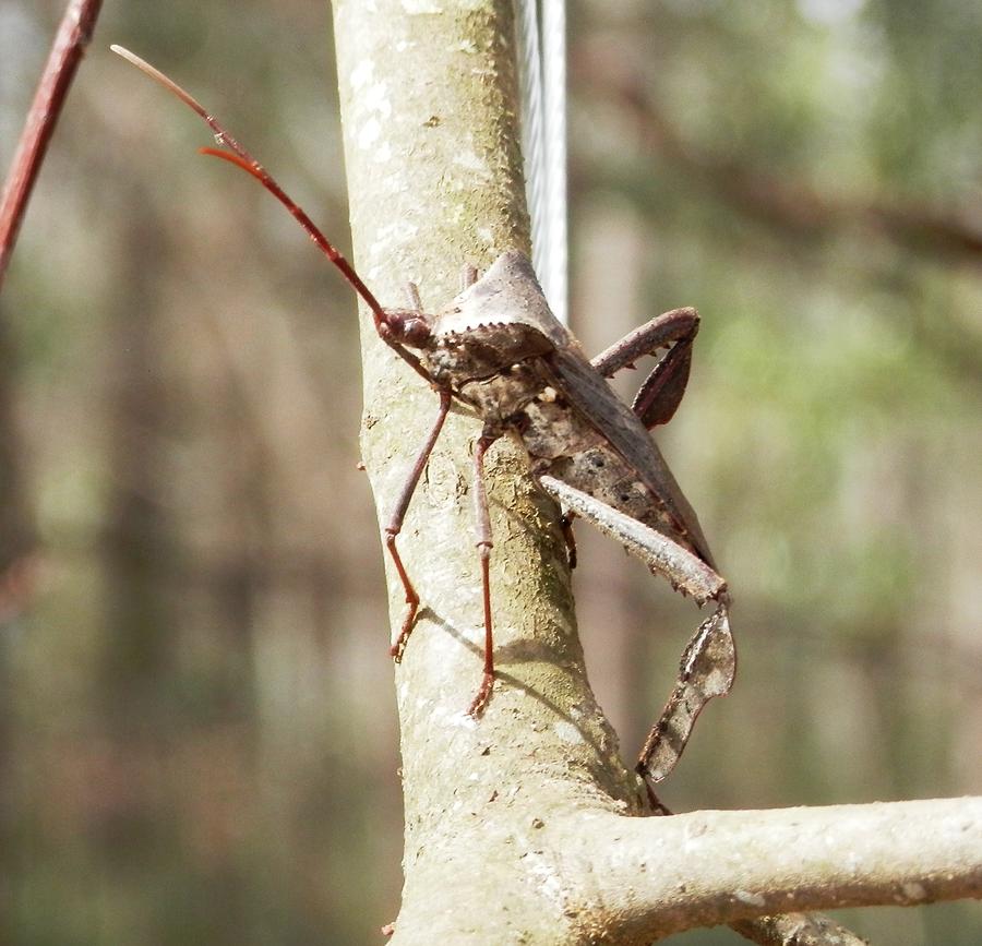 Big Bug in the Tree Photograph by Belinda Lee