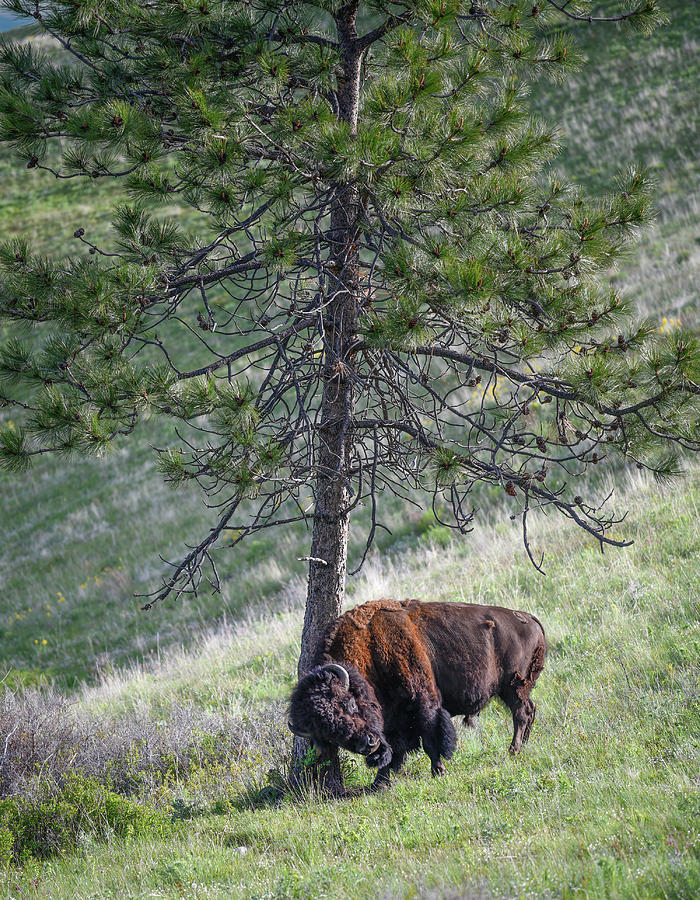 Big Bull Bison Rubbing Against A Tree Photograph