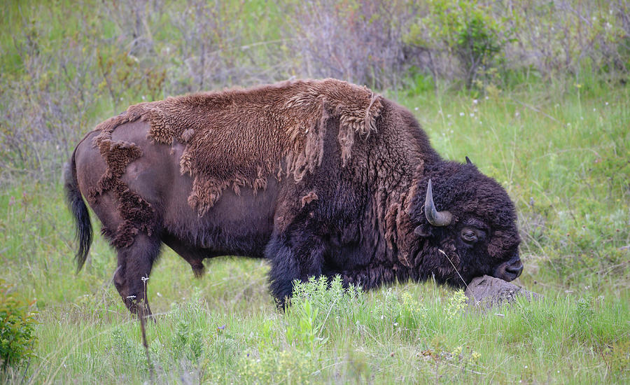 Big Bull Bison Rubbing His Chin On A Rock Photograph