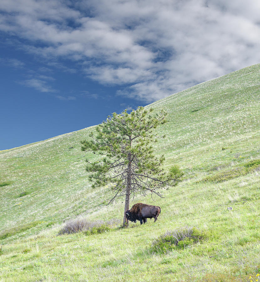 Big Bull Bison Rubbing His Head Against A Tree. Photograph